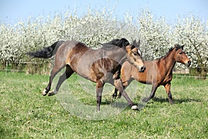 Quarter horse and hutsul running in front of flowering trees photo