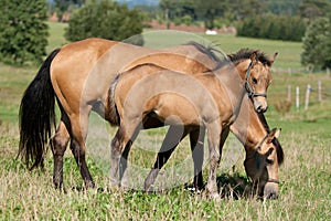 Quarter horse mare and foal