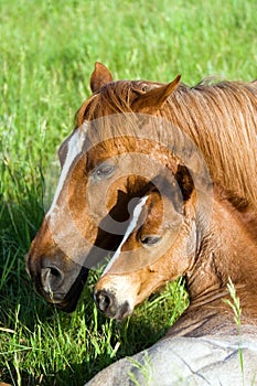 Quarter-horse mare and foal photo