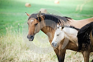 Quarter horse mare and foal