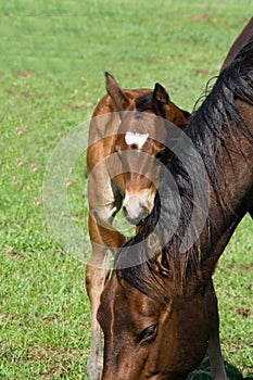 Quarter horse mare and foal photo