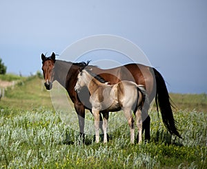 Quarter horse mare and foal in green pasture