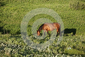Quarter horse mare grazing in green pasture in summer with shadow.