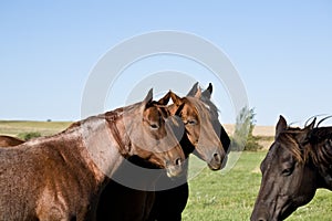 Quarter horse mares photo