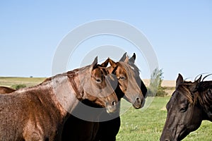 Quarter horse mares
