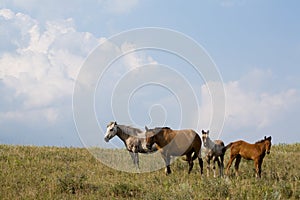 Quarter horse mares and foals