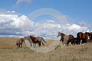 Quarter horse mares in pasture