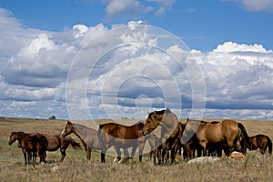 Quarter horse mares on priarie photo