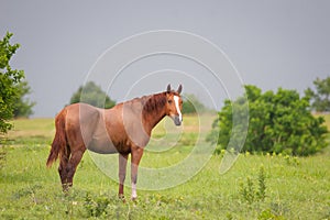 Quarter horse in meadow