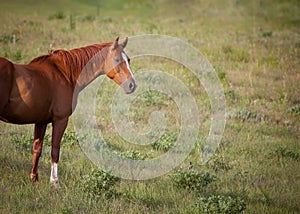 Quarter horse in meadow