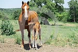 Quarter horse nursing foal in Texas hill country