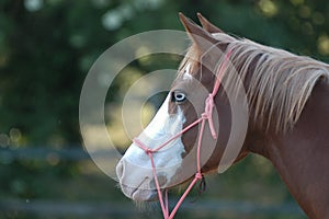 Quarter horse, particular eyes photo