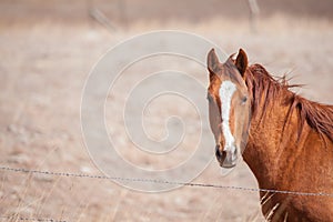 Quarter horse in pasture