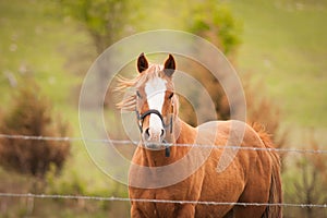 Quarter horse in pasture