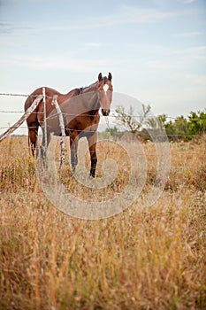 Quarter horse in pasture