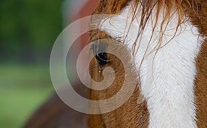 Quarter horse portrait close up in rain