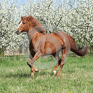 Quarter horse running in front of flowering trees