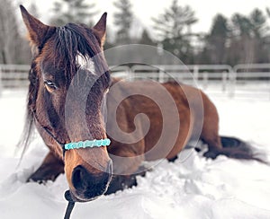 Quarter horse sitting on the snow on a ranch