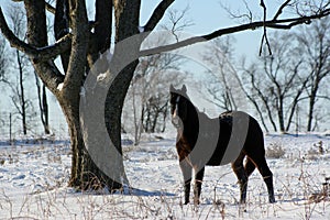 Quarter Horse in the Snow