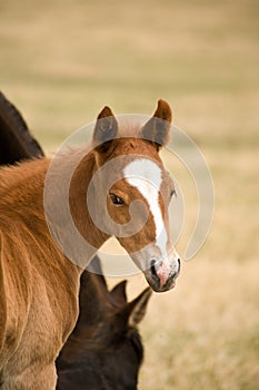 Trimestre un cavallo succo puledro 