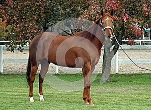 Quarter horse stallion