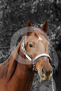 Quarter horse stallion