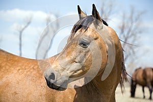 Quarter horse stallion photo