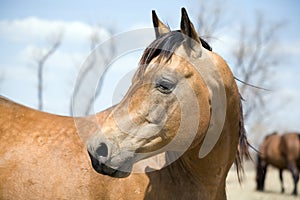 Quarter horse stallion