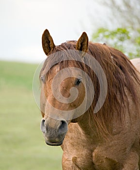 Quarter horse stallion