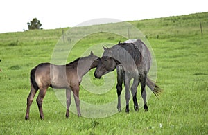 Quarter horse stallion and foal