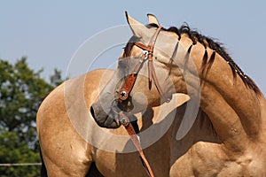 Quarter Horse stallion portrait