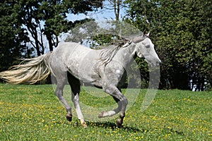 Quarter horse stallion running in freedom