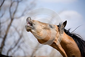 Quarter horse stallion sniffing