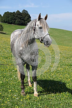 Quarter horse stallion standing in front of beautiful scenery