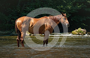 Quarter horse standing calmly in the river