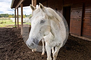 Quarter Horse White with Dapple