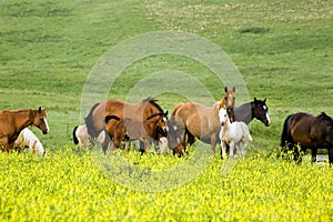 Quarter horses in clover