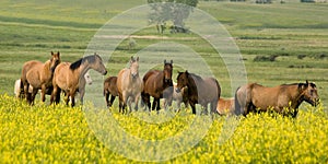 Quarter horses in clover