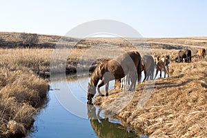 Quarter horses drinking