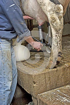 Quarter Milking Bottle, Cow Infected with Mastitis photo