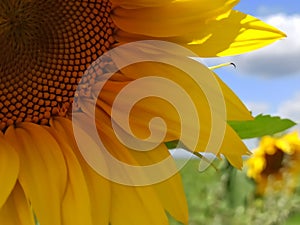 A quarter of sunflower in Ukraine on a sunny day with sky and field background