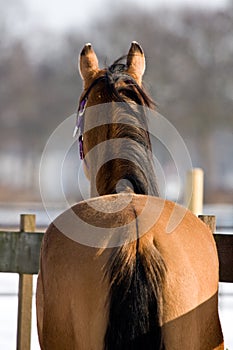 Quarterhorse