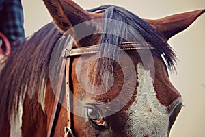 Quarterhorse