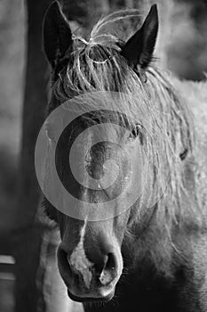 Quarterhorse black and white photo