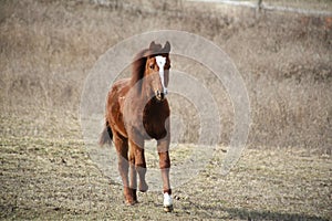 Quarterhorse colt photo