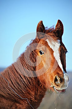 Quarterhorse colt photo