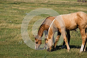 Quarterhorse foals