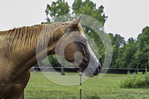 Quarterhorse mare looking to right