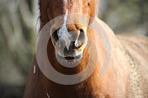 Quarterhorse nose photo