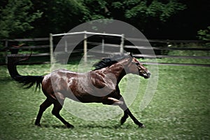 Quarterhorse in a pasture photo